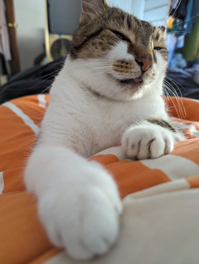 Tabby and white cat lying on a bedspread with paw out towards the camera. He looks smug